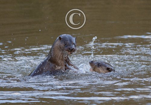 River Otters